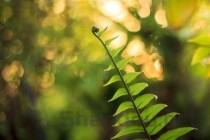 苔藓植物图片，蕨类植物图片