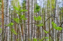 65岁一75岁吃西地那非，金戈一粒能持续多久