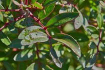 川牛膝图片，川牛膝图片 植物图片