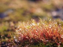 蜜炼川贝枇杷膏京都念慈庵，蜜炼川贝枇杷膏京都念慈庵孕妇可以喝吗