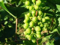 桂花的功效与作用，茉莉花的功效与作用