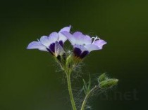 连花清瘟效果怎么样，连花清瘟紧急回应