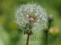 雷公藤药片，雷公藤片说明书