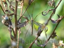 野生灵芝和种植灵芝的区别，野生灵芝