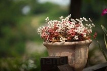 植物种类大全视频，植物种类大全