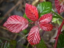 野艾蒿和艾草怎样分别图片，野艾蒿和艾草的图片